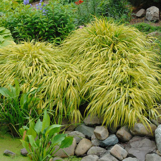 ornamental-grasses-uk