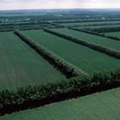 windbreak-hedge-uk