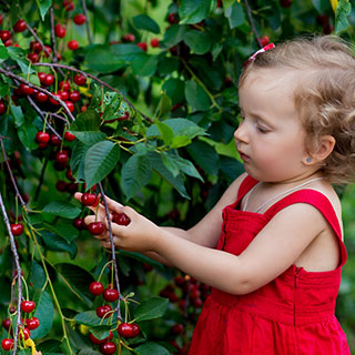 fruit-hedge-uk