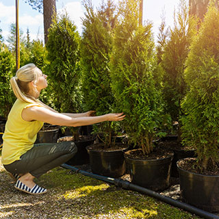 mature-hedge-plants-catalogue