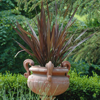 buy-phormium