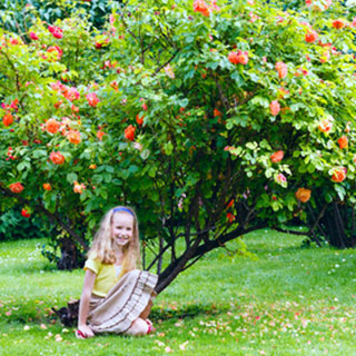 buy-bushes-roses