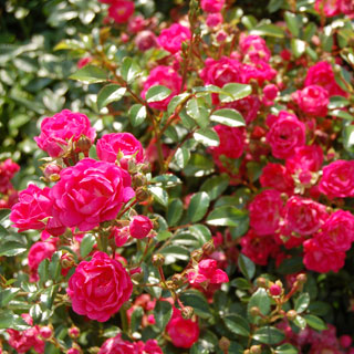 buy-landscape-roses