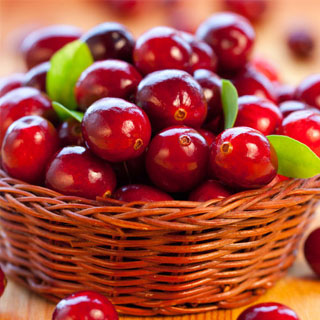 lingonberry-cranberry-blueberry-vaccinium