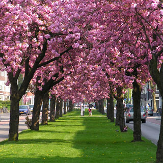 flowering-trees