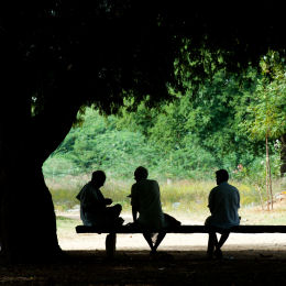 shade-trees