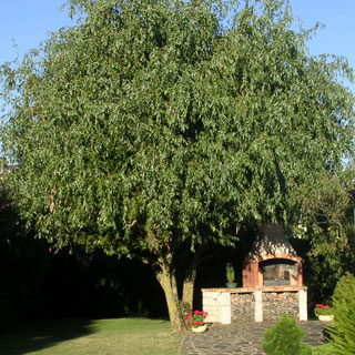 trees-for-small-garden