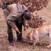 truffle-trees