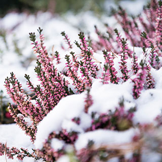 winter-flowering-shrubs