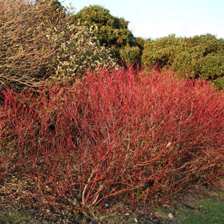 shrubs-of-fall-interest