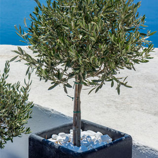 standard-shrubs