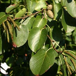 alder-alnus-trees