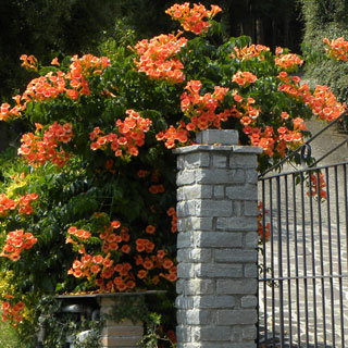 trumpet-vine-campsis-climbing-plants