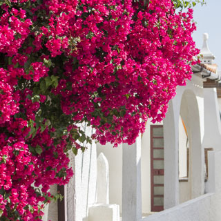 bougainvillea-paper-flower-climbing-plants