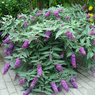 buddleia-butterfly-bush-shrubs