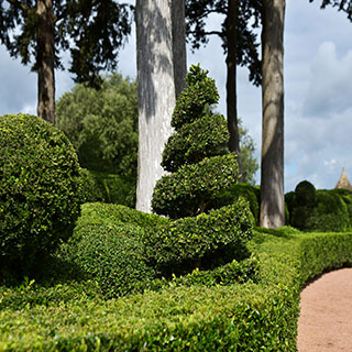 box-buxus-shrubs