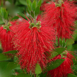 callistemon-bottlebrush