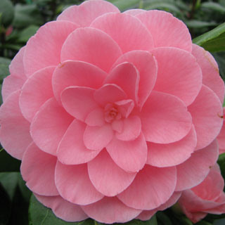 camellia-shrubs