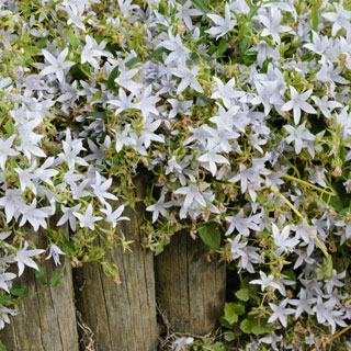 wallbellflower-campanula