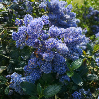 ceanothus-californian-lilac-creeping