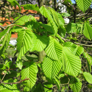 hornbeam-carpinus