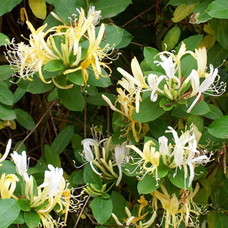 honeysuckle-lonicera-climbing-plants