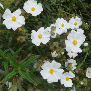 rockrose-cistus