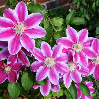 clematis-climbing-plants