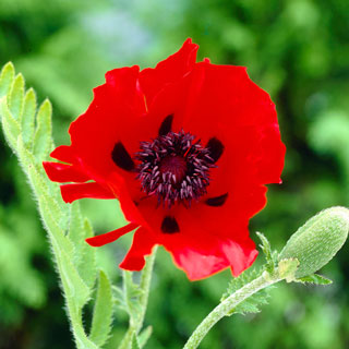 oriental-poppy-papaver-orientale