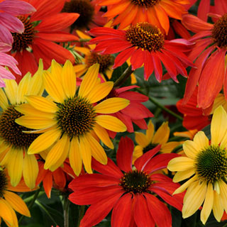 coneflower-echinacea-perennial-plants