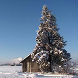 spruce-picea-trees