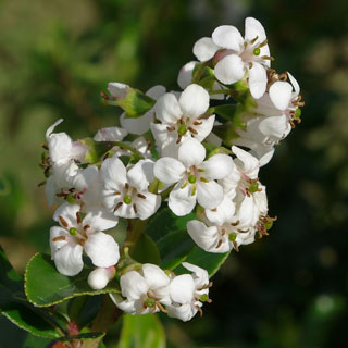 escallonia-shrubs