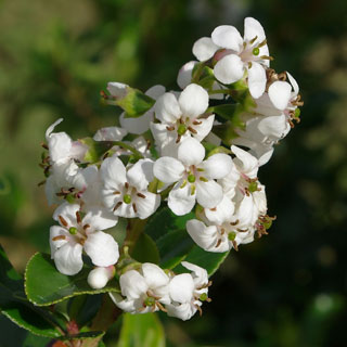 escallonia-shrubs