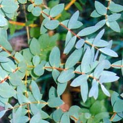 gum-eucalyptus-tree