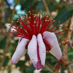 foliage-edible-flowers