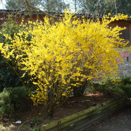 forsythia-plants-catalog