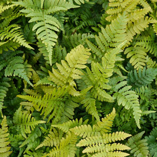 fern-plants