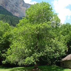 ash-tree-fraxinus