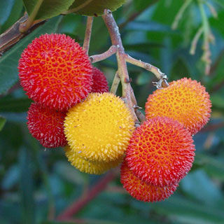 edible-wild-fruits