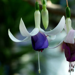 fuchsia-perennial-plants