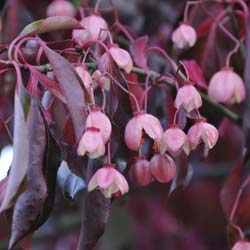 spindle-tree-euonymus-shrubs