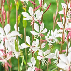 gaura-perennial-plants