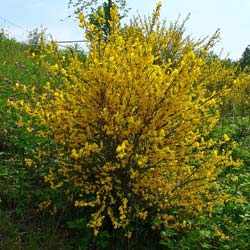 scotch-broom-cytisus-shrubs