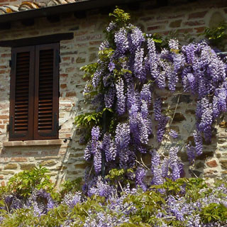 wisteria-climbing-plants