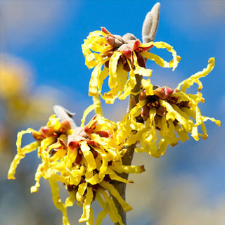 japanese-witch-hazel-winter-flowering-shrubs