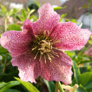 christmas-roses-helleborus