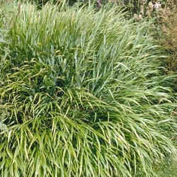 japanese-grasses-hakonechloa-macra