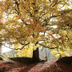 beech-fagus-trees