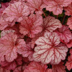 alum-root-heuchera