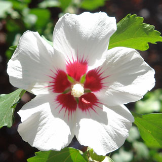 hibiscus-rose-of-sharon-shrubs